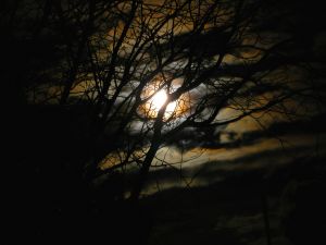 trees and moonlight in haunted setting