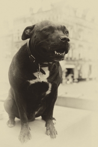 vintage photo of a dog